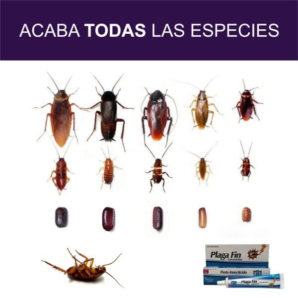 KIT Gel + Pasta + Gis + Trampa Pegajosa Para Control De Cucarachas Calidad Premium Eficaz